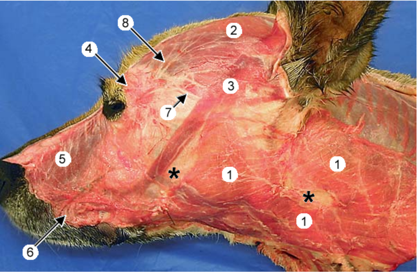 <p>label the muscles 1, 4, 5, 6</p>