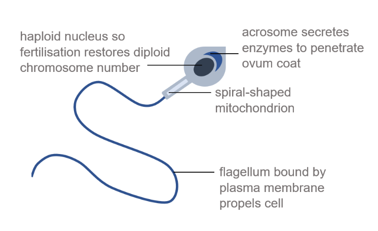 <p>specialised to fertilise an ovum during sexual reproduction in mammals</p>