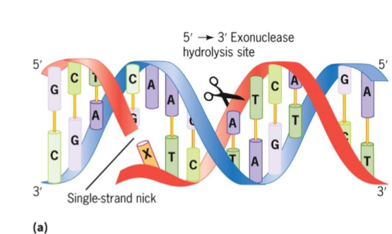 <ul><li><p>removes nucleotides from 5′ end of single-strand nick</p></li><li><p>RNA primers removal</p></li></ul><p></p>