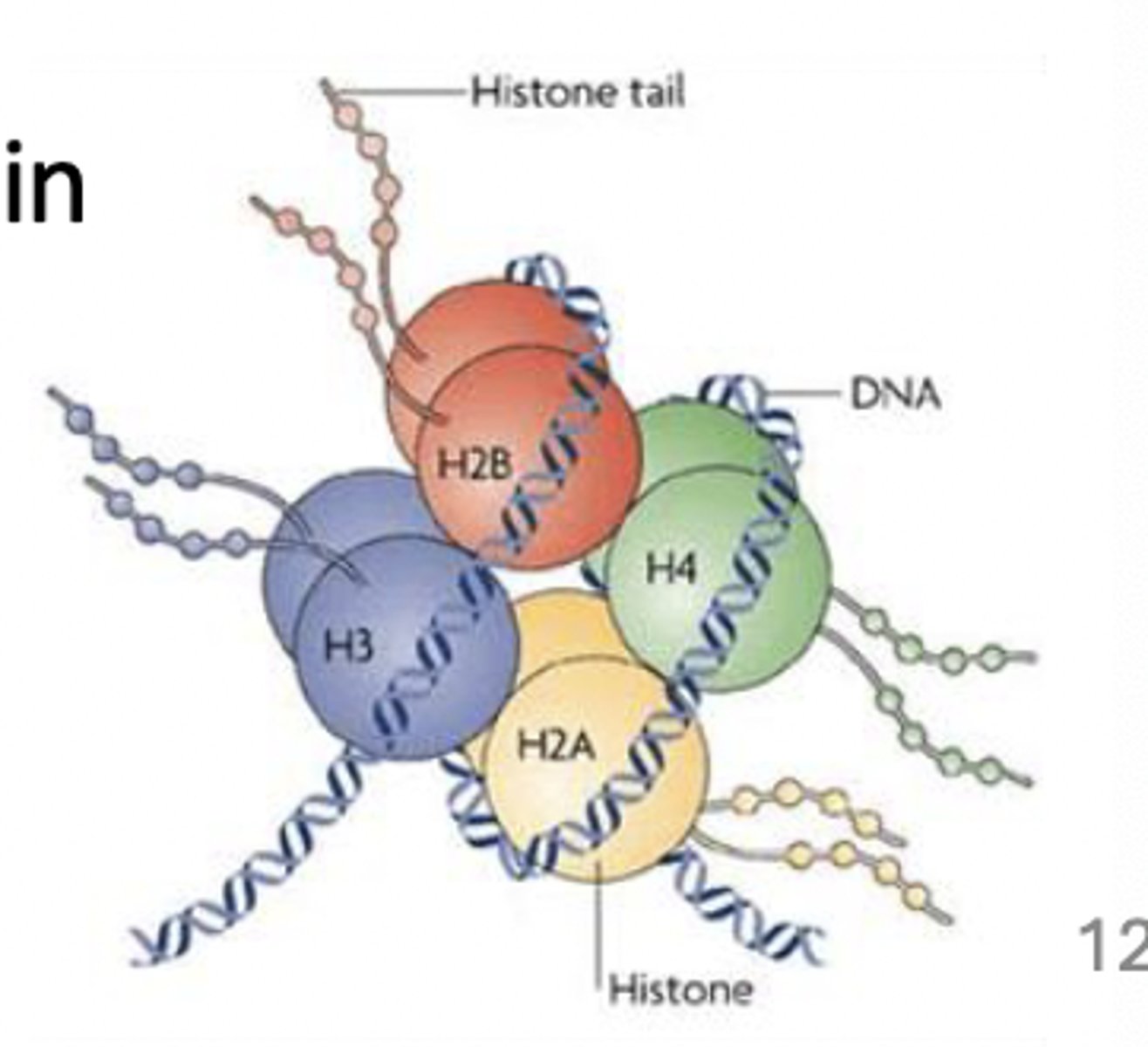 <p>ex. histones</p><p>positively-charged as primary structure about 24% lysine and arginine</p><p>charge enables interactions with negatively charged DNA</p>