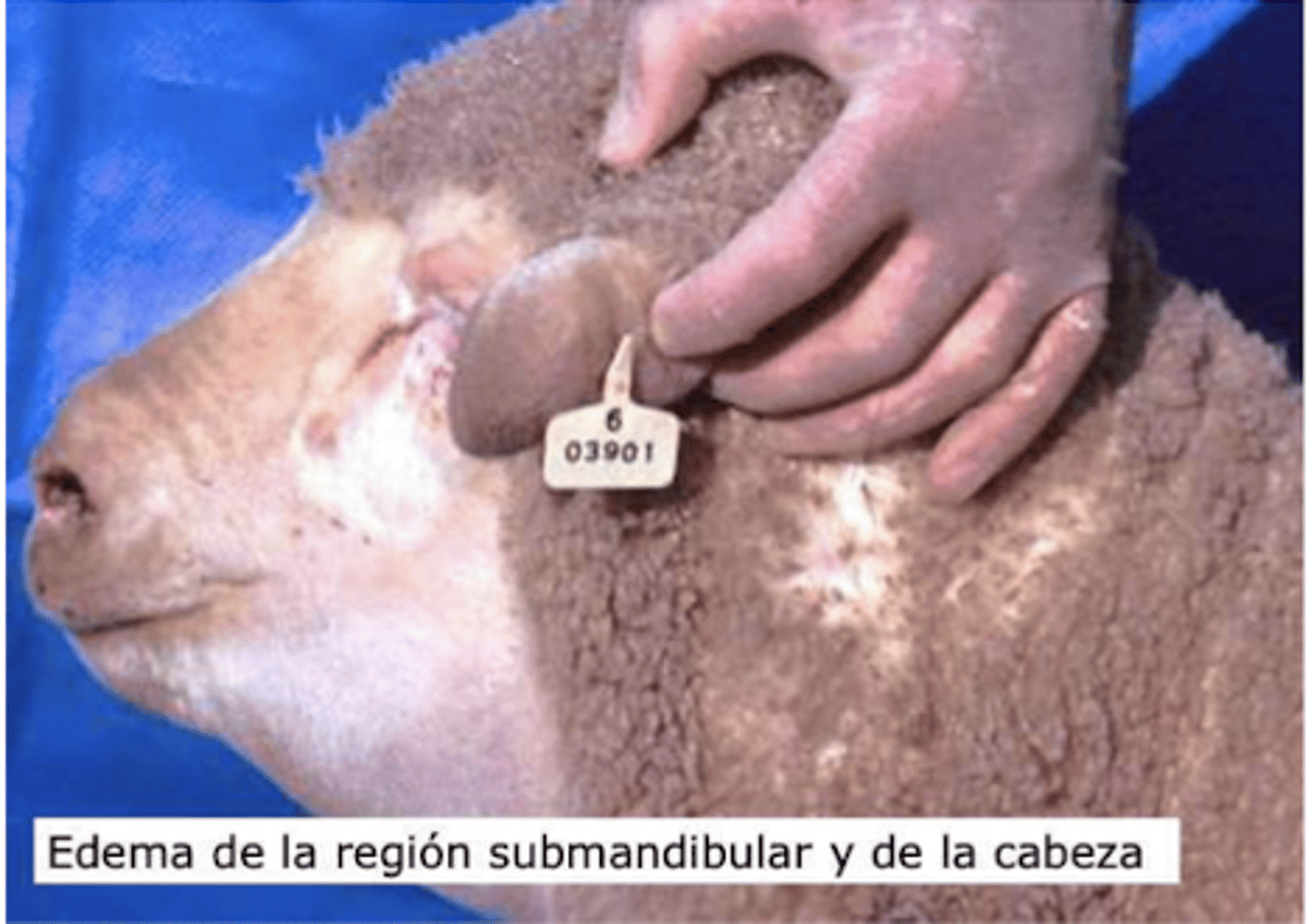 <p>- papo: edema submandibular</p><p>- cianosis: edema lingual</p><p>- olor fétido de la boca</p><p>- pérdida de lana</p><p>- cojera</p><p>- fiebre</p><p>- descarga nasal (por edema pulmonar)</p>