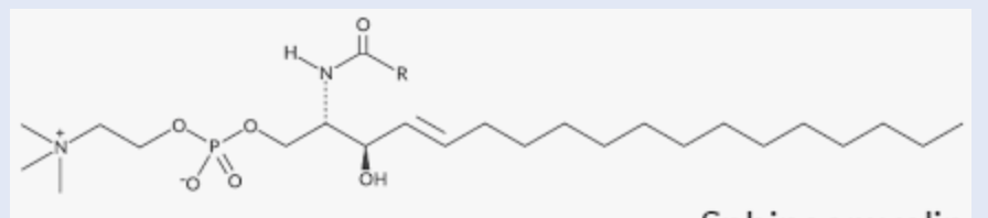 <p>found in myelin sheaths</p>
