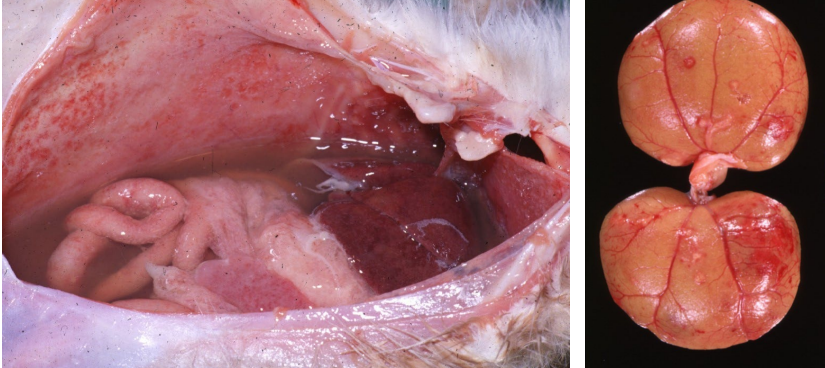 <p>Abdomen as a whole (peritoneal contents and kidneys) from a 6-month-old, male, purebred Bengal cat. Clinical history: The cat was in a breeding facility. Clinical signs included failure to gain weight, lethargy, pot belly with a fluid wave, and intermittent diarrhea. Morph? Name of disease? Cause?&nbsp;</p>