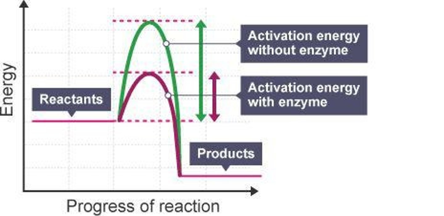 <p>Initial energy investment required to break stable covalent bonds.</p>