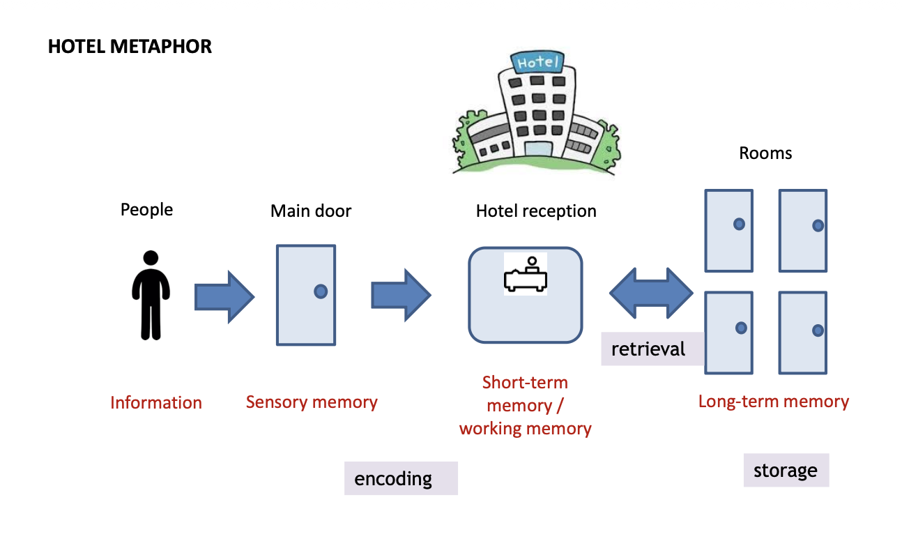 <ul><li><p><strong><mark data-color="purple" style="background-color: purple; color: inherit;">The flow of people &amp; information between the rooms represents memory processes!</mark></strong></p></li></ul><p></p>