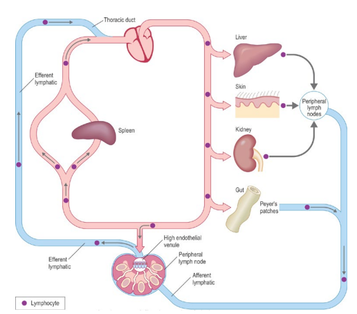 <ul><li><p>Recirculation is <strong>essential for lymphocytes to encounter antigens anywhere in the body</strong></p></li><li><p>Lymphocytes flow from <strong>blood → tissues → lymph nodes → lymph → back to blood</strong></p></li><li><p>At infection sites, they are <strong>attracted by adhesion molecules & chemokines</strong></p></li><li><p><strong>Neutrophils</strong> only circulate in the <strong>blood</strong> and <strong>do not return</strong></p></li></ul><p></p>