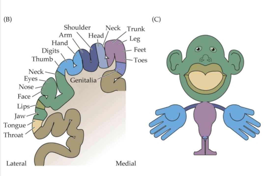 <p></p><ul><li><p>Parietal lobe</p></li><li><p>Post central gyrus</p></li><li><p>Organized somatotopically (homunculus)</p></li></ul><p></p><p></p>