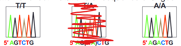 <ul><li><p>T/T or A/A mutation = one allele is mutated and the other stays normal and happens quite often in mutations especially cancer</p></li><li><p>can tell because a peak of a T or an A is similar to the other peak of the same nucleotide = both alleles have a T or an A</p></li></ul><p></p>
