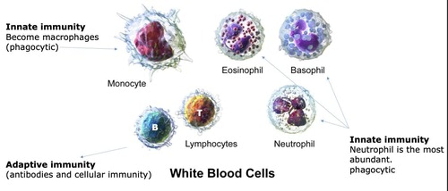 <p>White blood cells involved in immune defense.</p>