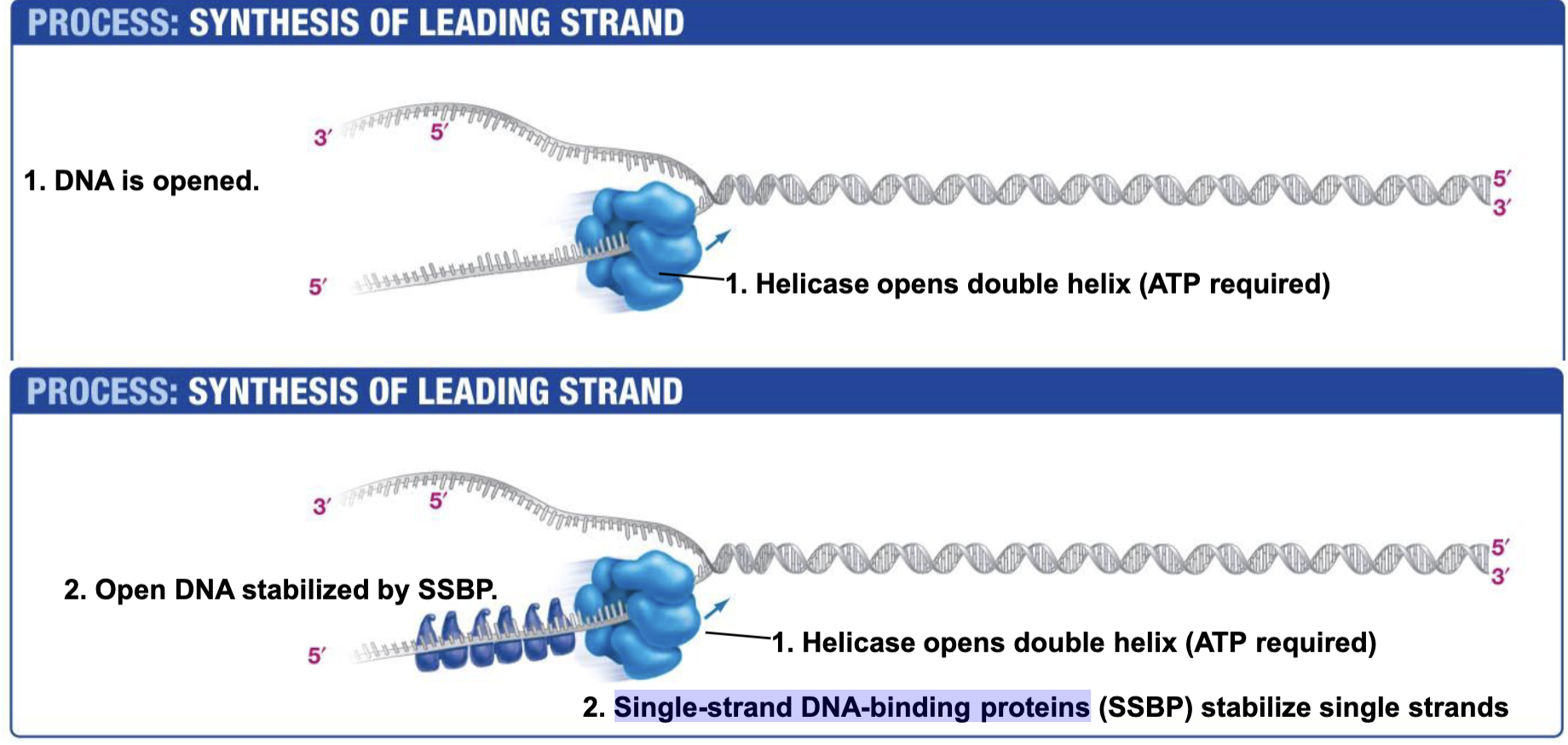 <p>Opens double helix; ATP NEEDED!!!! (Energy to break base pair h-bonds)</p>