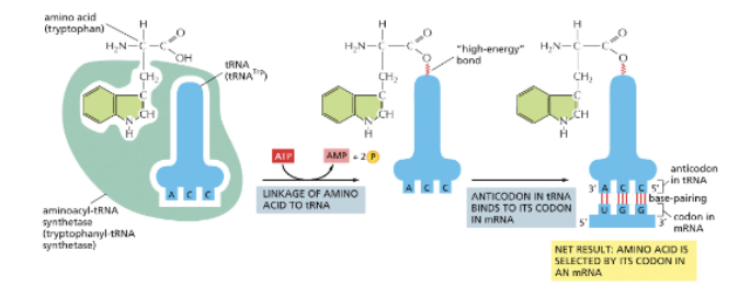 <ul><li><p>BY AMINOACYL-TRNA SYNTHESASES AND TRNAS!</p></li><li><p>EACH AMINO ACID HAS A DIFFERENT SYNTHETASE ENZYME-A PROTEIN! (20 IN TOTAL)</p></li><li><p>SYNTHETASES RECOGNIZE SEQUENCES IN THE ANTICODON AND THE AMINO ACID-ACCEPTING ARM</p></li><li><p>TRNAS COVALENTLY LINKED TO AMINO ACIDS AT THEIR 3’ ENDS ARE CHARGED </p></li></ul><p></p>