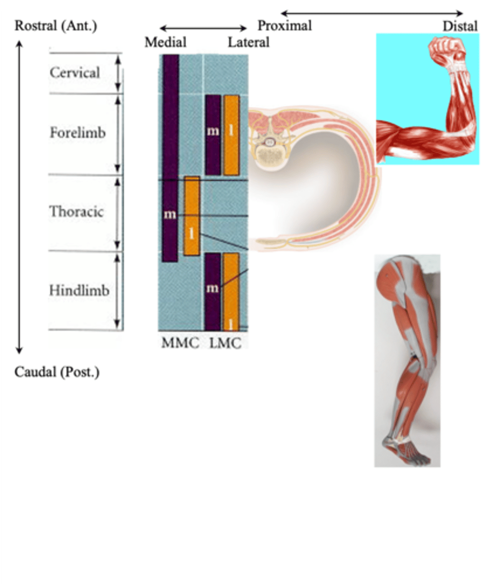 <p>What does somatotopic mean?</p>