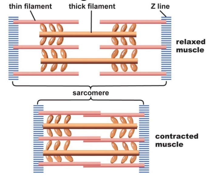 <p>The sliding filament model describes how sarcomeres shorten to contract muscles:</p><ul><li><p>An <strong>action potential</strong> arrives at the<strong> neuromuscular junction </strong>and causes <strong>calcium </strong>ions to be released from the <strong>sarcoplasmic reticulum </strong></p></li><li><p>These diffuse through the sarcoplasm and bind to <strong>troponin </strong>molecules, causing troponin and tropomyosin to change shape</p></li><li><p>This <strong>exposes </strong>the <strong>myosin binding sites</strong> on the actin molecules, and the globular <strong>heads </strong>of myosin proteins bind, forming <strong>cross bridges </strong>between the thick and thin filaments</p></li><li><p>The heads <strong>bend </strong>(the power stroke), <strong>pulling </strong>the actin filaments in towards the M line, which shortens the sarcomere</p></li><li><p><strong>ATP </strong>binds, making the myosin heads detach and act as an <strong>ATPase </strong>enzyme to hydrolyse ATP into <strong>ADP and Pi</strong>, releasing <strong>energy </strong>to return to their original position </p></li><li><p>The myosin heads then bind to a new site further along the thin filament, and this process repeats multiple times, shortening the sarcomere further to contract the muscle</p></li></ul><p></p>