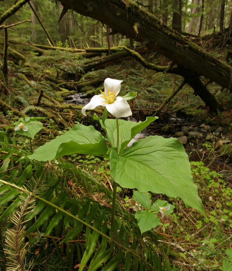 <p>Trillium</p>