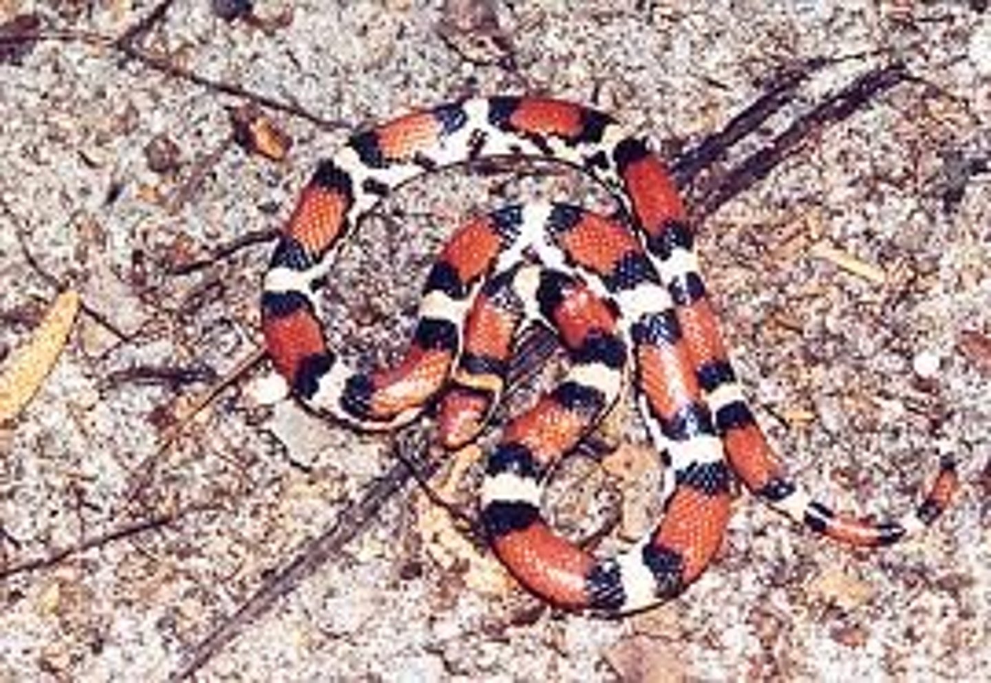 <p>Cemophora coccinea</p>