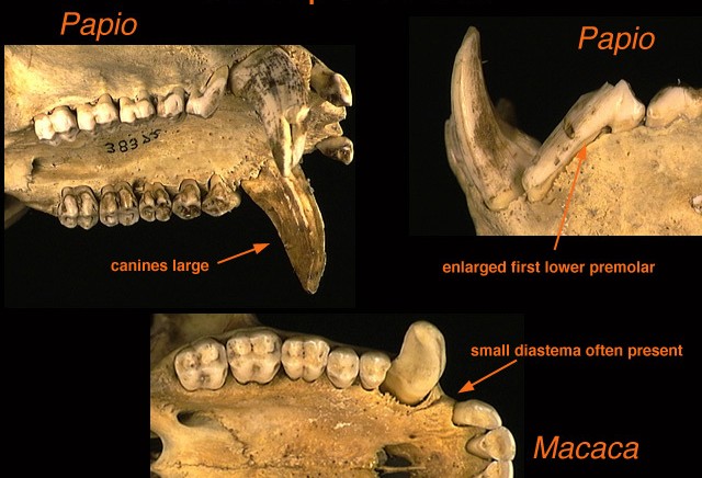 <p>Family has:</p><p>-Ischial callosities</p><p>-Bony tube extending auditory bullae</p><p>-Angular 1st lower premolar</p><p>-EU, AS, AF</p>