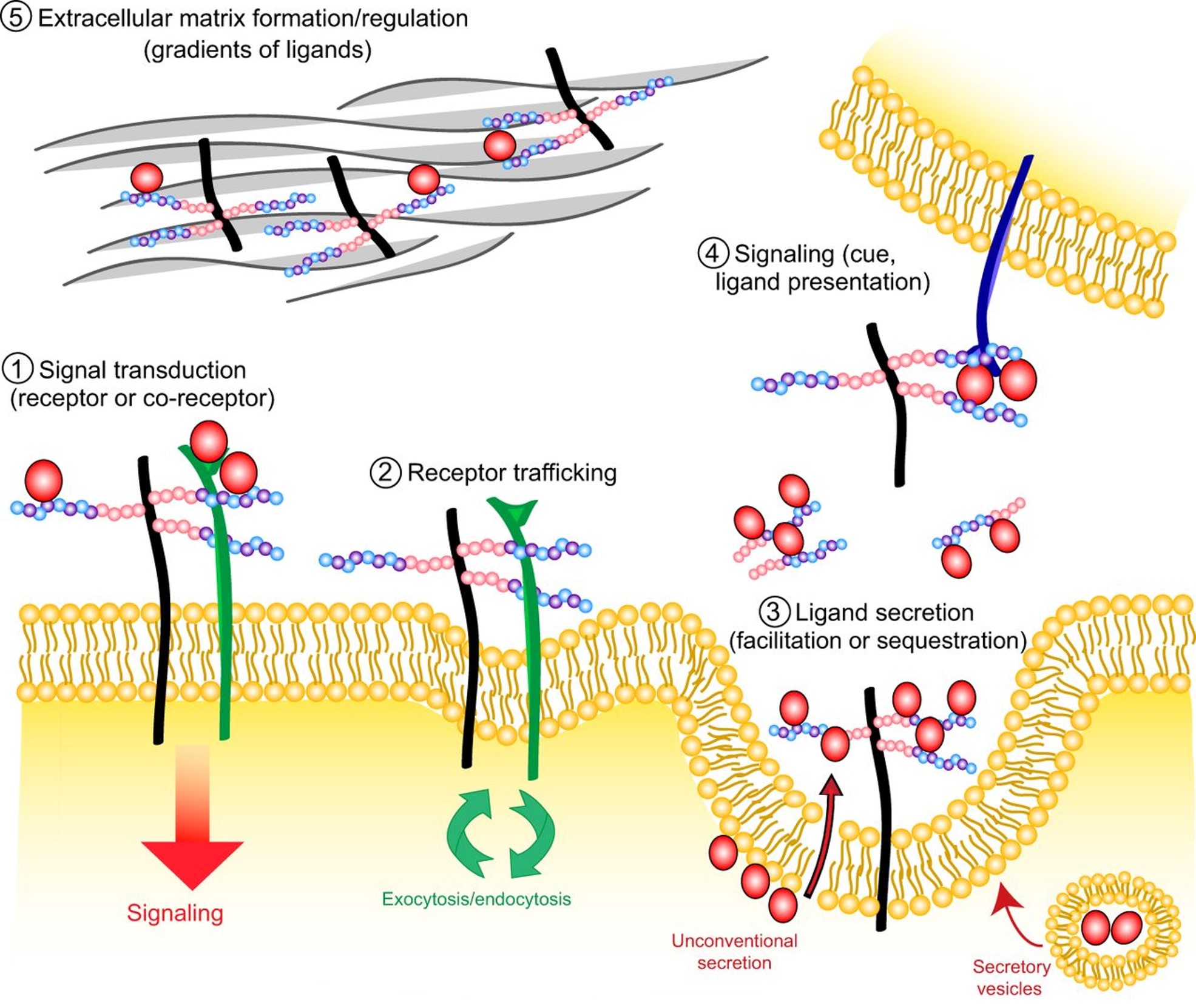 recognition and signaling


1. signal transduction
2. receptor trafficking
3. ligand secretion
4. signaling (ligand presentation)
5. extracellular matrix formation