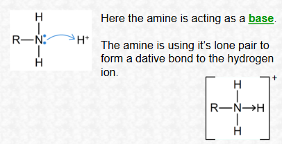 <ul><li><p><span>Because the nitrogen atom has a </span><strong>lone pair of electrons</strong><span> that can accept a proton (H⁺).</span></p></li></ul><p></p>