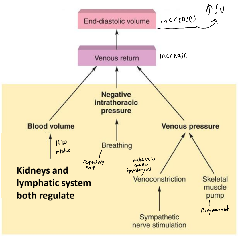<ul><li><p>Venous return = return of blood to the heart via veins</p></li><li><p>Controls EDV and thus SV and CO</p></li><li><p>Dependent on:</p><ul><li><p>Blood volume and venous pressure</p></li><li><p>Venoconstriction caused by sympathetic stimulation</p></li><li><p>Skeletal muscle pumps</p></li></ul></li></ul><p></p>