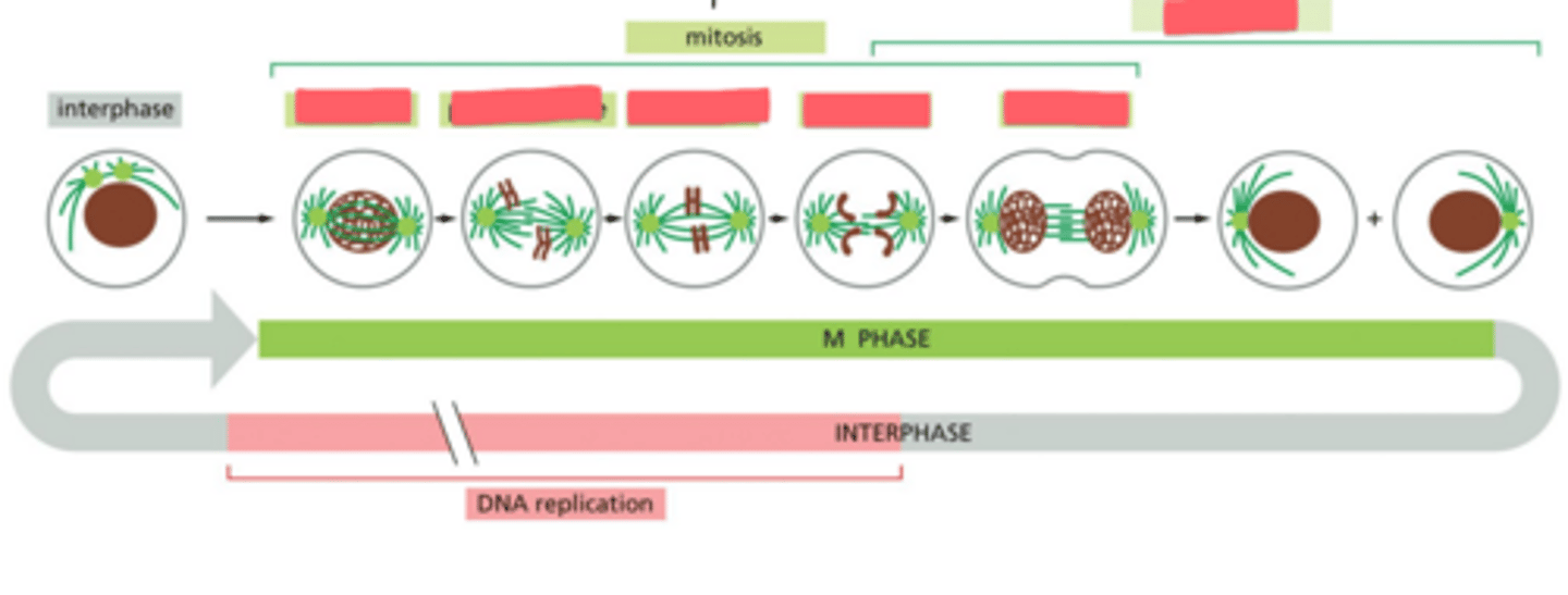 <p>What are the phases of mitosis? Write them in the correct order!</p>