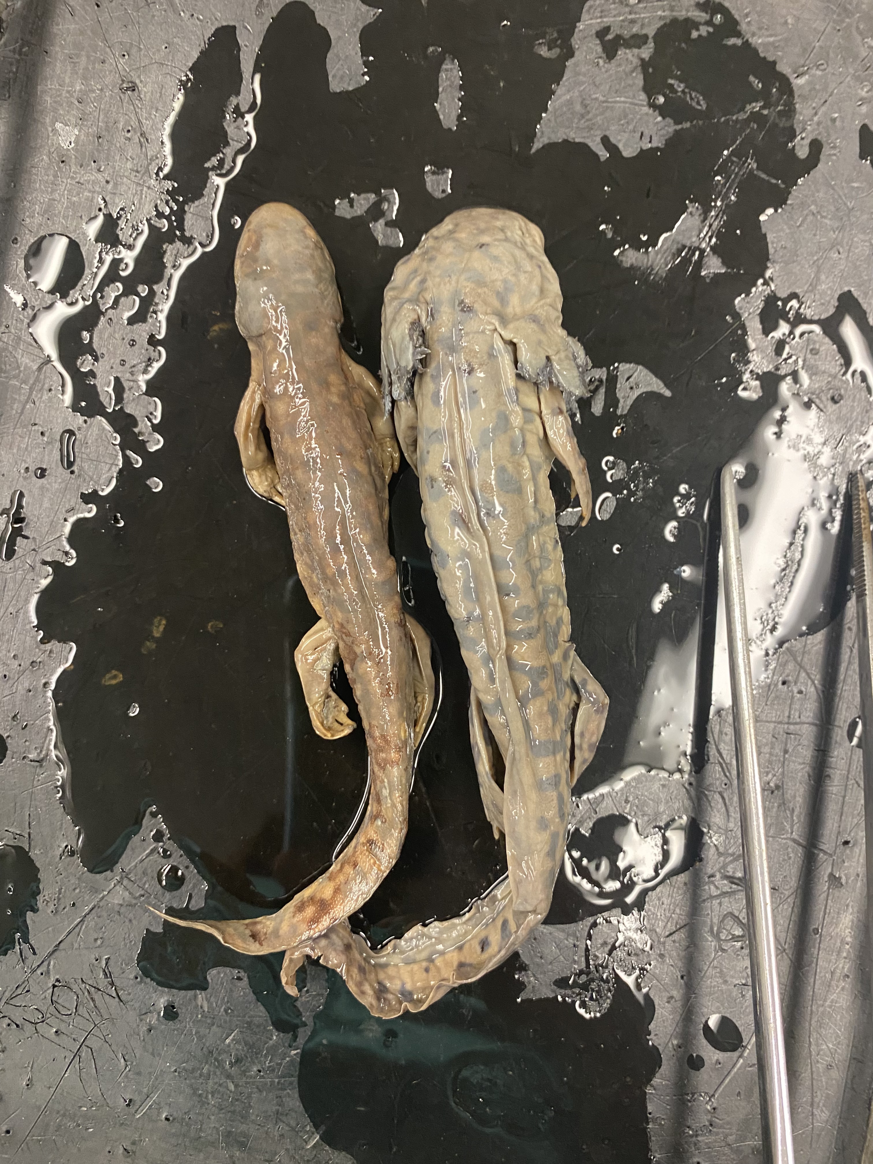 Eastern Tiger Salamander
