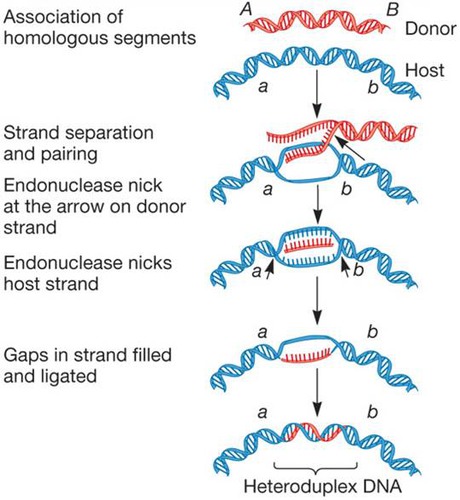 <ol><li><p>Nick= cuts a single strand of DNA</p></li><li><p>SSB= a single strand binding protein binds to the nick site</p></li><li><p>Strand invasion= Rec A protein, helps mediate strand protein</p></li><li><p>Cross-strand exchange= (holliday junction)</p></li><li><p>resolution= heteroduplex DNA</p></li></ol>