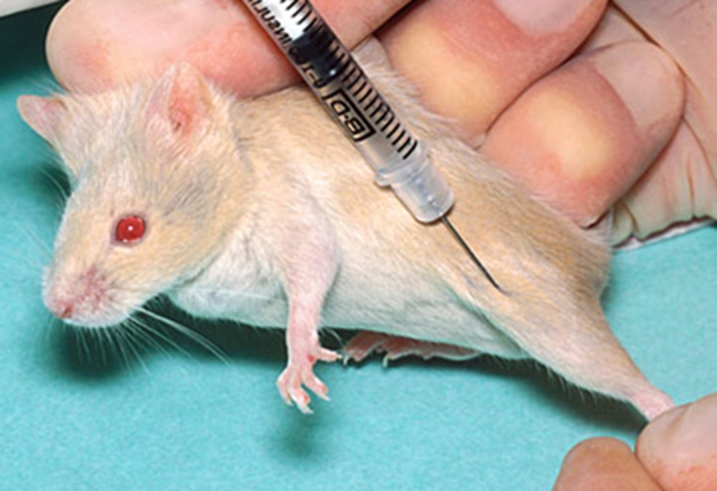 <ul><li><p>Paralumbar (rabbits, chinchillas and guinea pigs)</p></li><li><p>Quadriceps (ferrets rabbits and small rodents)</p></li></ul><p></p>