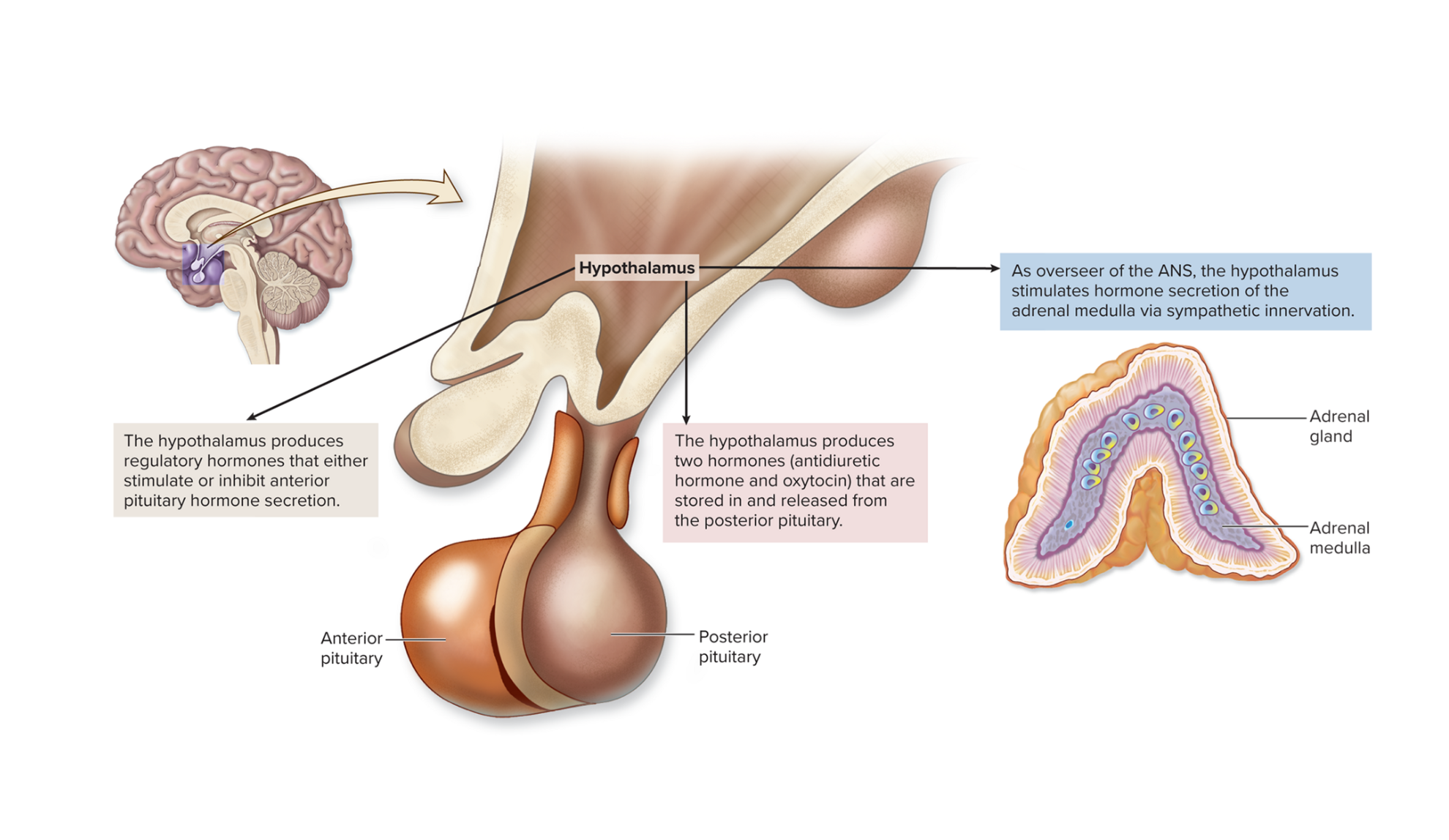 <p>Hypothalamus</p>