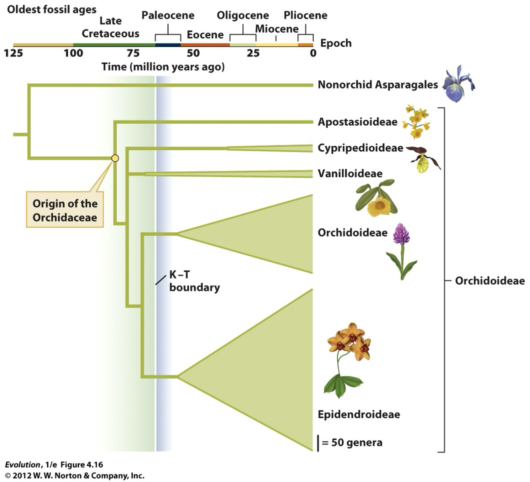 <p>trees that provide information about the time of split between different groups (established by examining fossils, molecular clocks, and geological events)</p>