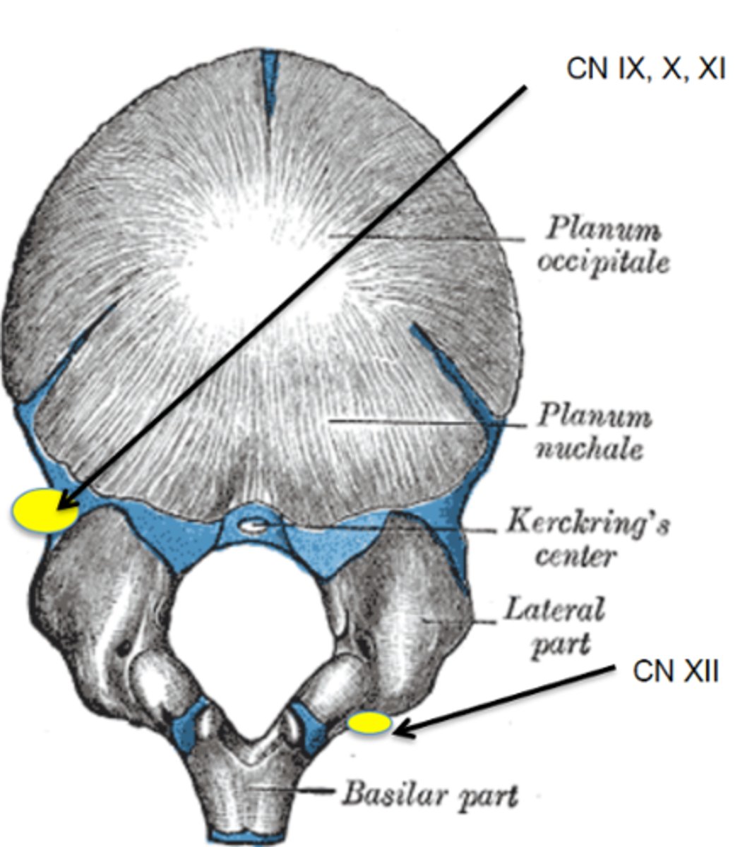 <p>How might the movement of the occipital condyles affecting CN X cause symptoms?</p>