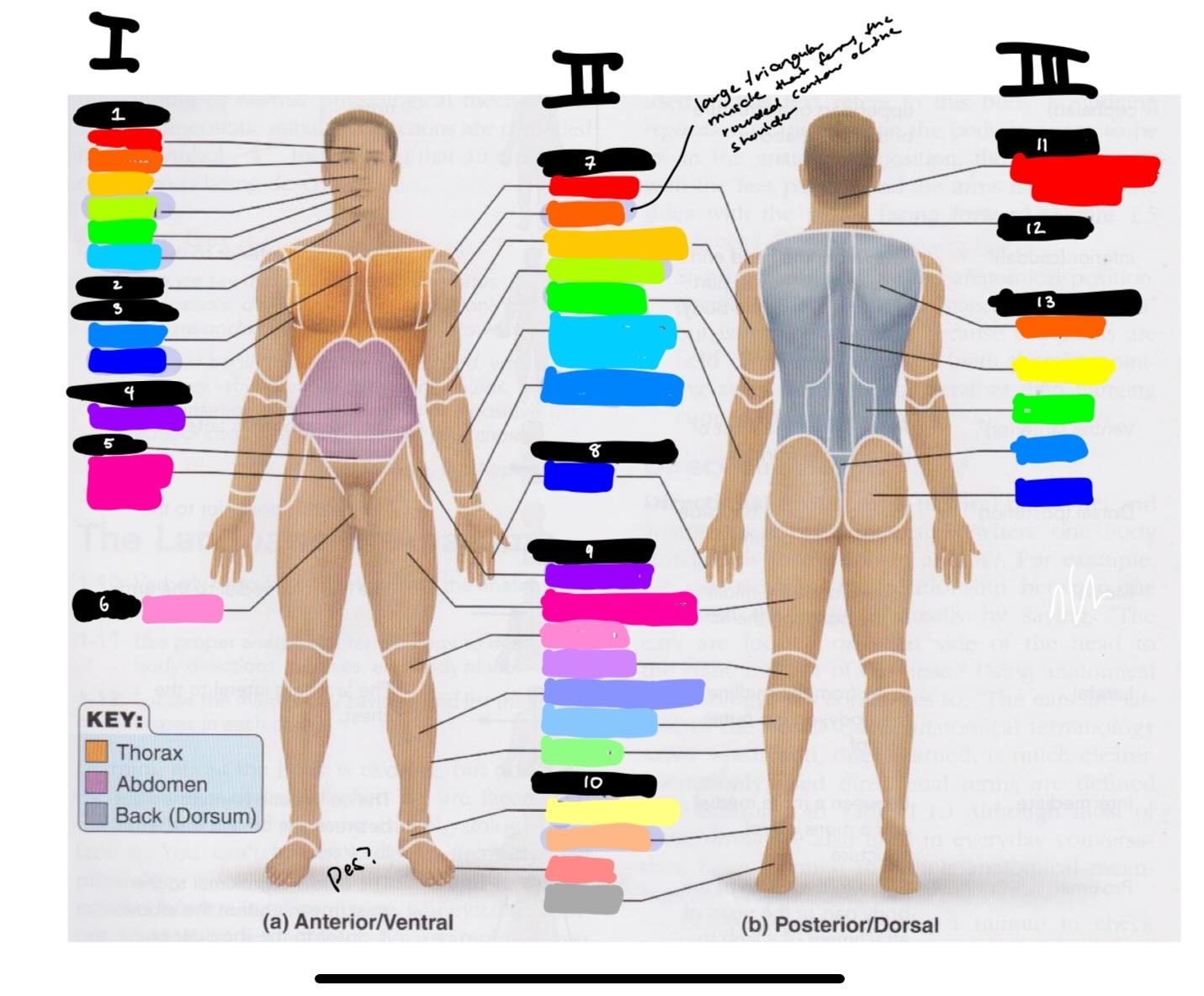 <p>II: what is light green?</p>