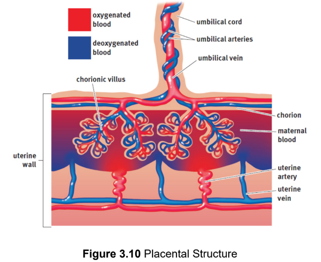 <p>organ where nutrient, gas, antibodies and waste exchange between fetus and parent occurs; depends on the close proximity of the embryonic and maternal bloodstreams, facilitating diffusion between them without mixing; Fetal lungs do not function until birth</p>