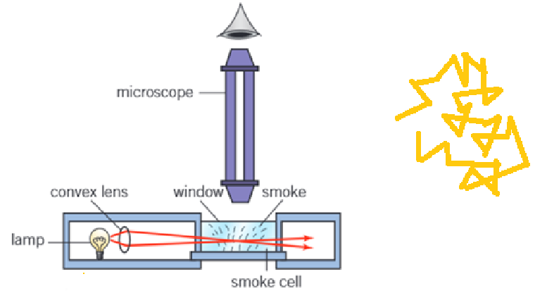 <ul><li><p>Robert Brown originally look at the motion of fine pollen grains on the surface of water through a microscope.</p></li><li><p>Brown observed the pollen grains moving randomly, similar to the yellow squigle shown in the image.</p></li><li><p>To observe brownian motion in the lab, a setup using a smoke cell can be used instead, as shown in the diagram.</p></li><li><p>The motion of the smoke particles will be similarly random.</p></li></ul><p></p>