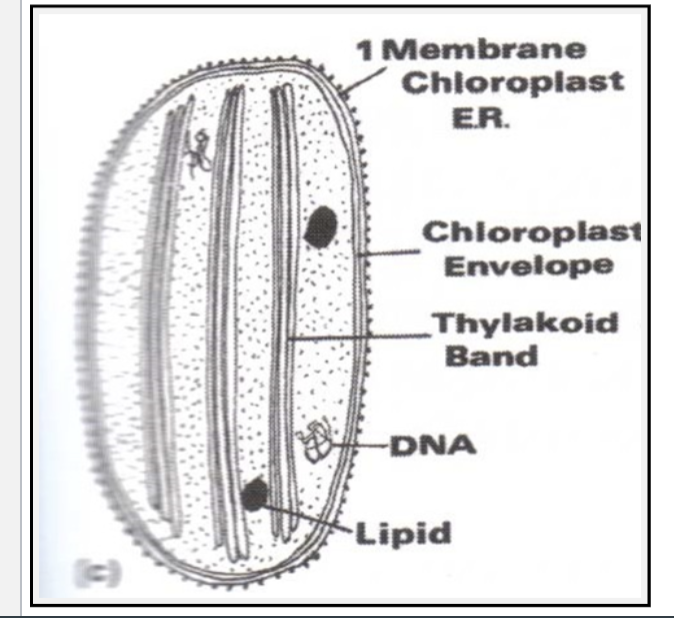 <ul><li><p>3 membranes for chloroplast envelope</p></li><li><p>3 bands of thylakoids</p></li><li><p>1 ER membrane</p></li></ul><p></p>