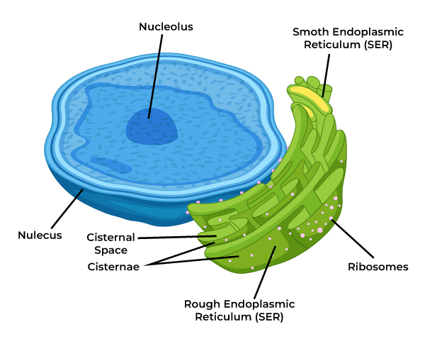 <p>lumen is the space inside ER (10% interior volume) and when protein enter lumen, it undergoes several changes and folding into their tertiary structure</p><p>folds increase surface area, much greater than that of cell membrane</p><p>rough ER (RER): ribosomes attached and transport proteins to other locations in the cell</p><p>-most membrane-bound proteins are made in the RER</p><p>-cells involve in protein secretion contains a lot of RER (ex. antibodies for immune system, cells of pancreas/intestine)</p><p>smooth ER (SER) lacks ribosome but it is a continuity with portions of RER that is responsible for chemical modification of small molecules taken in the cell that may be toxic by making them more polar, which makes it more water-soluble and easily removed</p><p>-site for glycogen degradation in animal cells</p><p>-site for lipid and steroids synthesis and some polysaccharides</p><p>-store CA2+ which can trigger numerous cell responses</p>