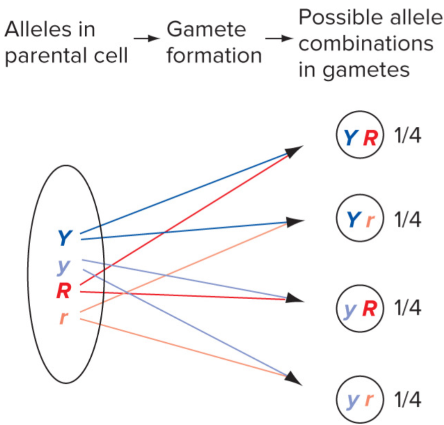 * during gamete formation, diff pairs of alleles segregate independently of each other
* Y is just as likely to assort w/ R as it is w/ r
* y is just as likely to assort w/ R as it is w/ r