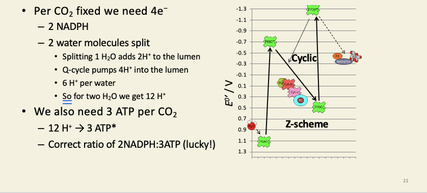 <ul><li><p>there is an argument about the stoichiometry of the plastid ATPase - it probably only requires c.3 protons per ATP, despite having more c subunits in its FO, which is very difficult to explain</p></li></ul><p></p>