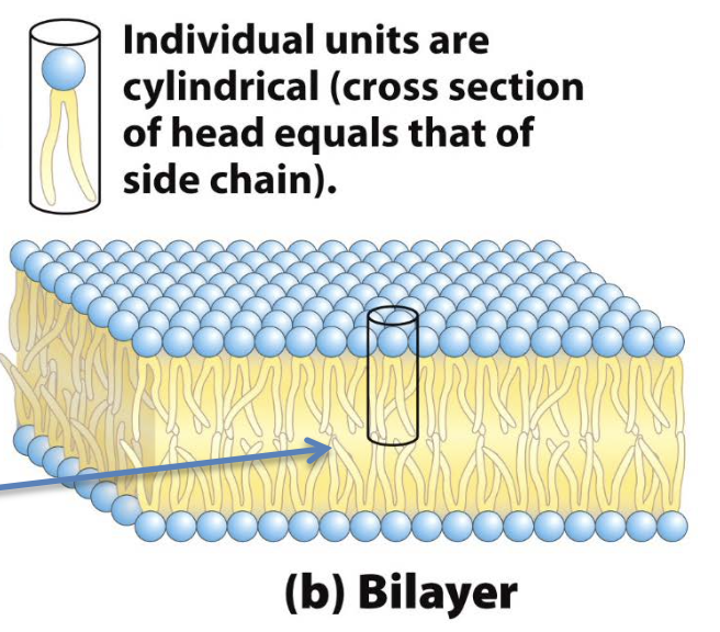 <p>bilayer (cylindrical individuals)</p><ul><li><p>exposed hydrophobic region on edges are exposed to water → unstable</p></li><li><p>bilayers fold to dorm hollow vesicle (liposome)</p></li></ul><p></p>