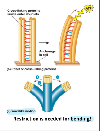 <p>Movement is restricted to cause bending, dyenin prevented from walking past each other</p><ul><li><p>Bending motion required to bend outlet, anchorage (basal body) , elastic component </p></li></ul><p></p><p></p><ul><li><p><span>If microtubule doublets could slide freely, the flagellum would just extend and contract (like a telescope).</span></p></li><li><p><span>But nexin links and radial spokes restrict that sliding.</span></p></li><li><p><span>So, when dynein on one side of the flagellum is active, that side shortens, and the other side stays extended.</span></p></li><li><p><span>This asymmetric activity causes the flagellum to bend.</span></p></li></ul><p></p><p></p>