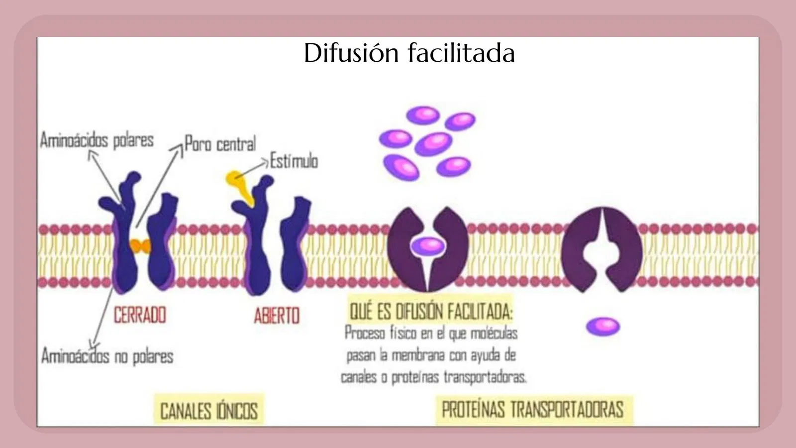 <p>Solo deja pasar a ciertas sustancias con ayuda de proteínas transportadoras o canales (como la Glucosa) y tiene un límite de velocidad (Vmax)</p>
