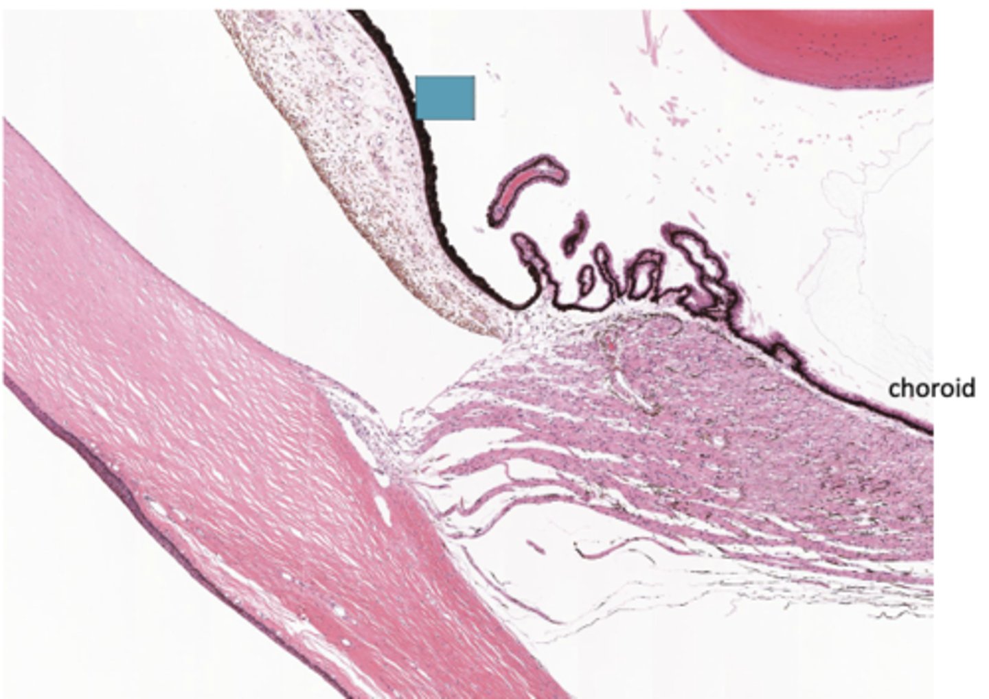 <p>Identify the specific structure</p>