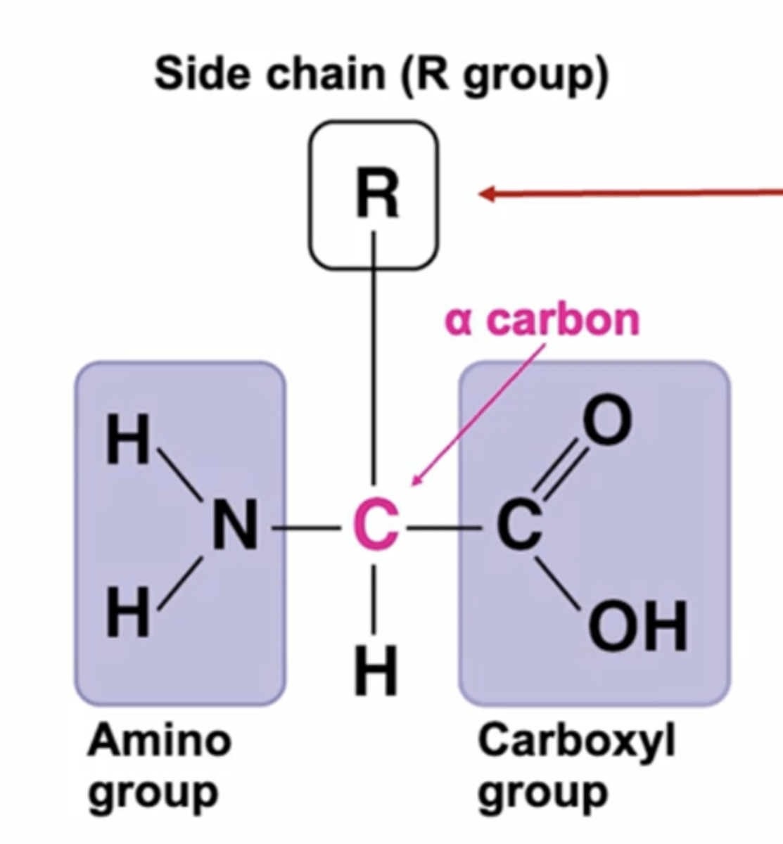 <p>A central carbon atom, Carboxylic group, amino group, H atom and R group (determines type of amino acid)</p>
