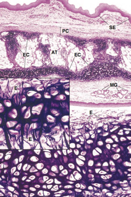 <p>what cartilage</p>