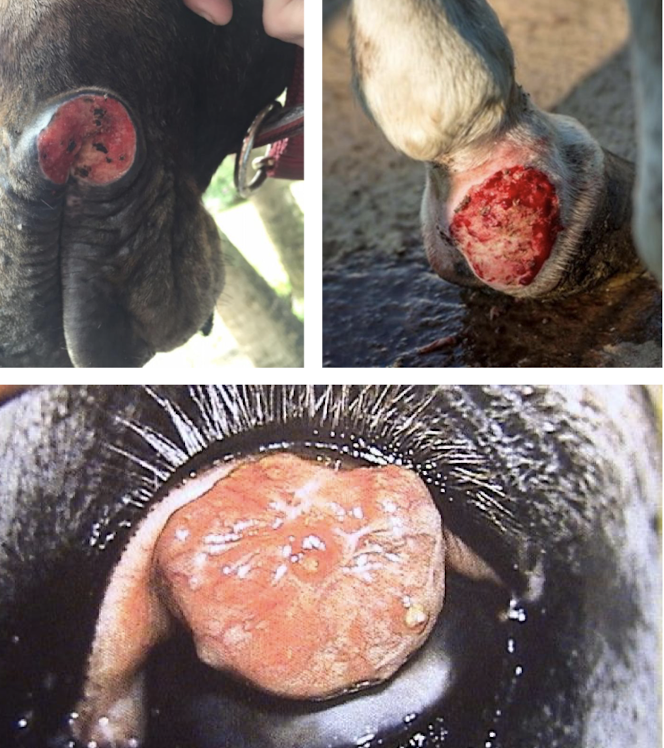 <p>Fly-transmitted <em>Habronema/Draschia</em> larvae invade wounds → ulcerated lesions, eosinophilic ulcer with yellow gritty “kunkers.” Occurs in spring & summer, esp. Arabians and greys. <strong>Diagnose:</strong> biopsy with larvae</p>