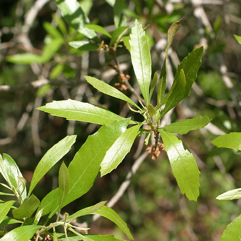 <p>Wax myrtle</p>