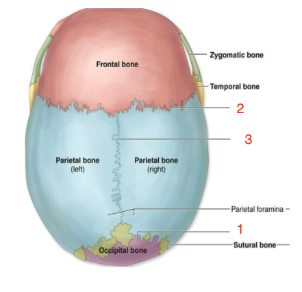 <p>lambdoid suture</p>