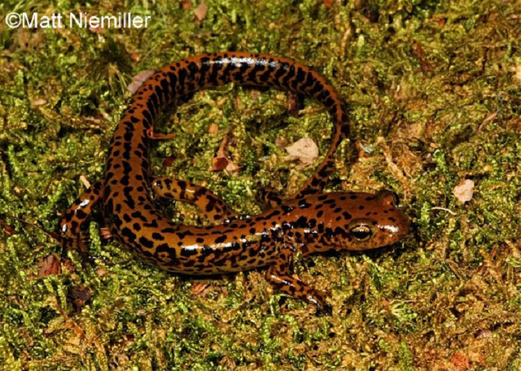 <p> A slender, long salamander (4.0 to 6.5 inches in length) having yellowish-orange to yellowish-brown dorsum marked with numerous black spots. Along each side, the spots may fuse to form an irregular stripe and often fuse on the tail to form a herringbone pattern. The belly is pale yellow.</p>