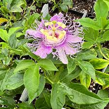 <p>Passionflower</p>