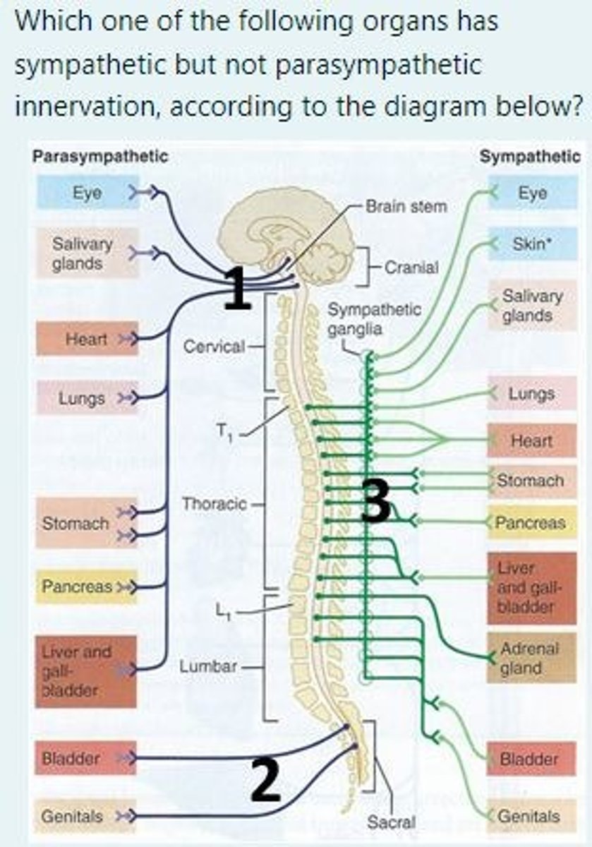<p>C) Adrenal glands</p>