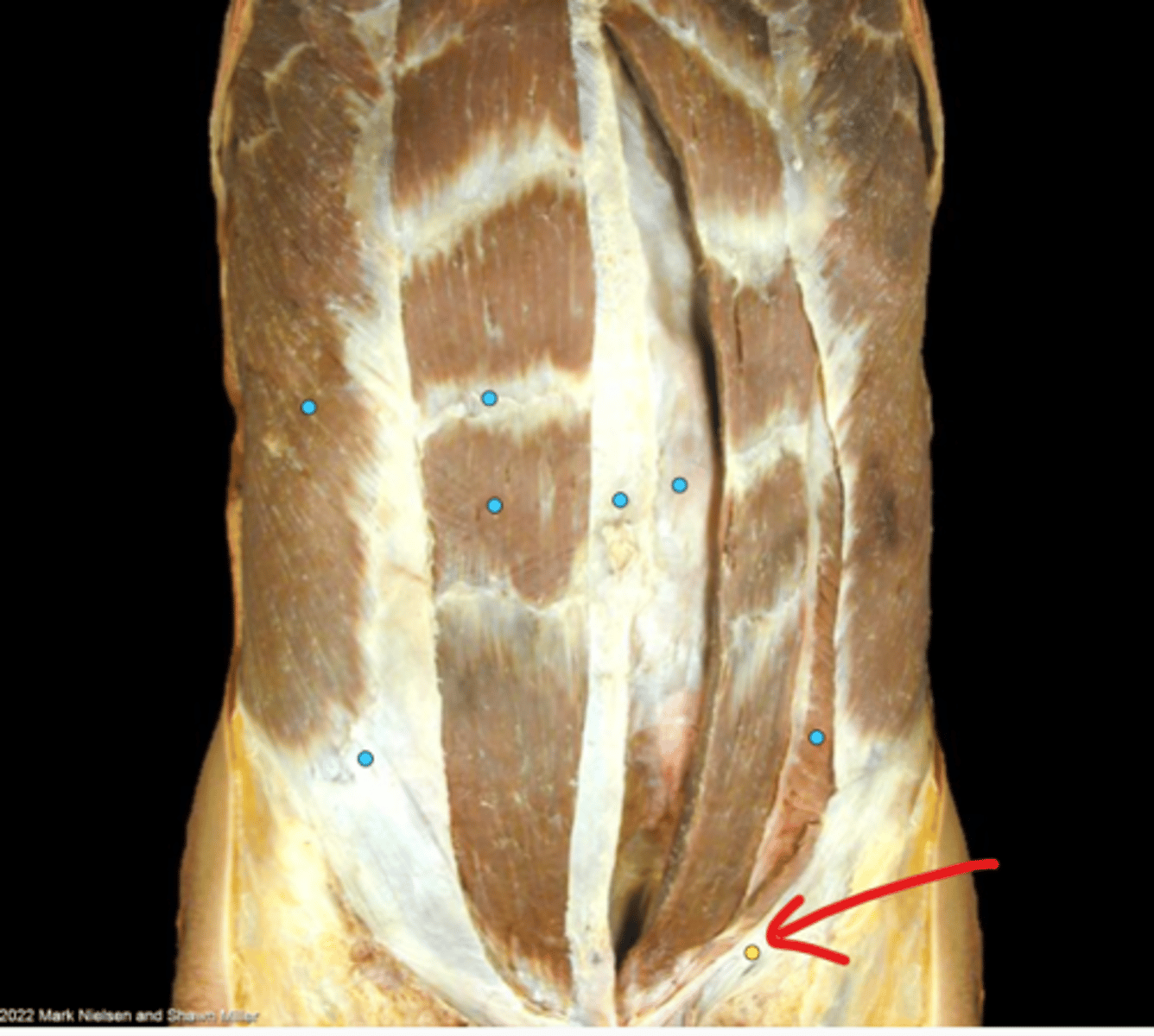 knowt flashcard image